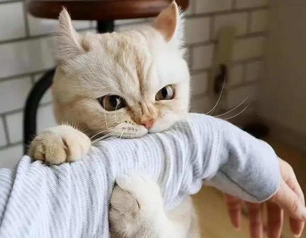 中金财富 猫咪抢饭还龇牙，8成认得自己名字，你家猫咪谁做主？